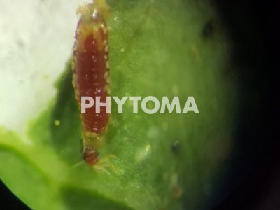 Tetranychus urticae